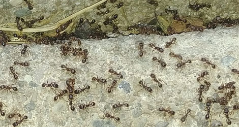 Ants-removal